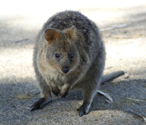 quokka rottnest